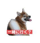 柴犬あんず姫のスタンプ（個別スタンプ：1）