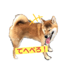 柴犬あんず姫のスタンプ（個別スタンプ：2）