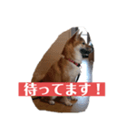 柴犬あんず姫のスタンプ（個別スタンプ：3）