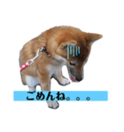 柴犬あんず姫のスタンプ（個別スタンプ：4）