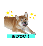 柴犬あんず姫のスタンプ（個別スタンプ：5）