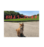 柴犬あんず姫のスタンプ（個別スタンプ：6）