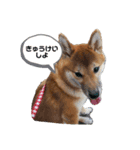 柴犬あんず姫のスタンプ（個別スタンプ：7）