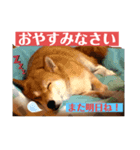 柴犬あんず姫のスタンプ（個別スタンプ：8）