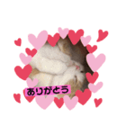 タロチョコ1（個別スタンプ：6）