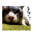 のんびりウチの猫2（個別スタンプ：1）