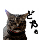 のんびりウチの猫2（個別スタンプ：3）