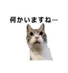 のんびりウチの猫2（個別スタンプ：4）