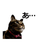 のんびりウチの猫2（個別スタンプ：6）