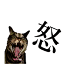 のんびりウチの猫2（個別スタンプ：8）