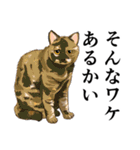 大阪の猫達 茶白/サビ猫/牛猫/キジ猫/黒猫（個別スタンプ：6）