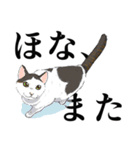 大阪の猫達 茶白/サビ猫/牛猫/キジ猫/黒猫（個別スタンプ：7）