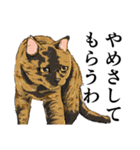 大阪の猫達 茶白/サビ猫/牛猫/キジ猫/黒猫（個別スタンプ：14）