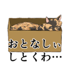 大阪の猫達 茶白/サビ猫/牛猫/キジ猫/黒猫（個別スタンプ：18）