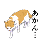 大阪の猫達 茶白/サビ猫/牛猫/キジ猫/黒猫（個別スタンプ：21）