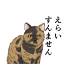 大阪の猫達 茶白/サビ猫/牛猫/キジ猫/黒猫（個別スタンプ：22）