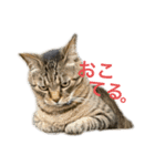 猫の将軍（個別スタンプ：1）