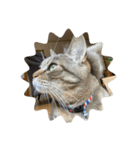 猫の将軍（個別スタンプ：2）