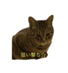 猫の将軍（個別スタンプ：3）