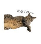 猫の将軍（個別スタンプ：4）