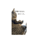 猫の将軍（個別スタンプ：5）