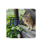 猫の将軍（個別スタンプ：6）