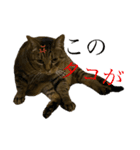 猫の将軍（個別スタンプ：7）
