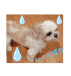 シーズー・パルおくん（個別スタンプ：2）