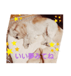 シーズー・パルおくん（個別スタンプ：3）