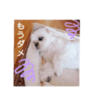 シーズー・パルおくん（個別スタンプ：4）