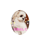 シーズー・パルおくん（個別スタンプ：5）
