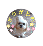 シーズー・パルおくん（個別スタンプ：6）
