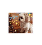 シーズー・パルおくん（個別スタンプ：7）