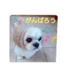 シーズー・パルおくん（個別スタンプ：16）