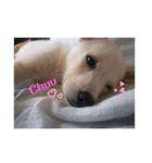 保護犬MIX 小麦（個別スタンプ：1）