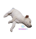 保護犬MIX 小麦（個別スタンプ：2）