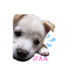保護犬MIX 小麦（個別スタンプ：3）