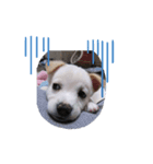 保護犬MIX 小麦（個別スタンプ：4）
