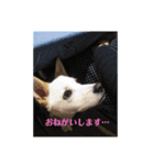 保護犬MIX 小麦（個別スタンプ：5）