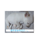 保護犬MIX 小麦（個別スタンプ：6）