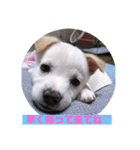 保護犬MIX 小麦（個別スタンプ：7）