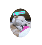 保護犬MIX 小麦（個別スタンプ：8）
