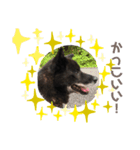 甲斐犬〜愉快な仲間たち〜（個別スタンプ：2）