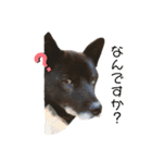 甲斐犬〜愉快な仲間たち〜（個別スタンプ：3）
