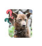 甲斐犬〜愉快な仲間たち〜（個別スタンプ：4）