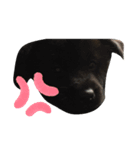 甲斐犬〜愉快な仲間たち〜（個別スタンプ：8）