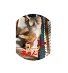 エルの叫び（個別スタンプ：24）