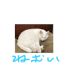 Kタンプズ①（個別スタンプ：1）