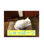 Kタンプズ①（個別スタンプ：7）