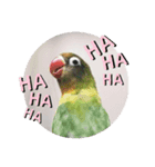 ボタンインコちゃん（個別スタンプ：2）